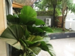 spacious villa with swimming pool for rent in district
